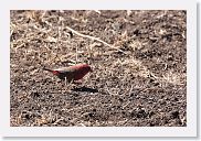 07IntoNgorongoro - 033 * Red-billed Firefinch.